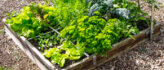 Moestuin